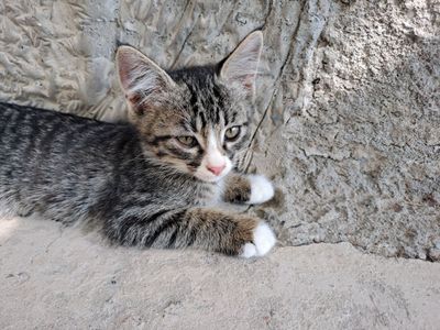 Котята два месяца