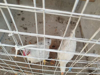 Tovuq sotiladi Продается курица