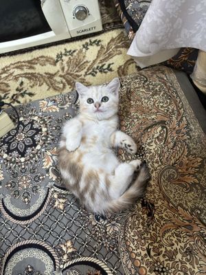 Продается котенок шиншила девочка