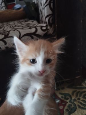 Mushuklar yaxshi qoʻllarga beriladi