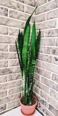 Продаётся САНСЕВЬЕРИЯ 90 СМ.Большой красивый куст.