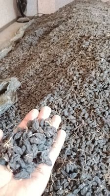 Куритилган сояки кишмиш