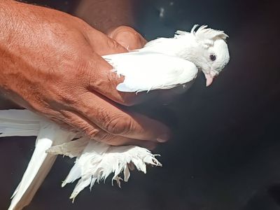 Kaptarlar sotiladi rang barang