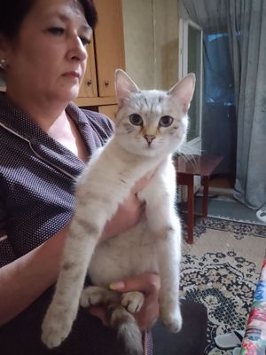 Ищем мальчика для вязки девочка скотишь страйт (Мия)