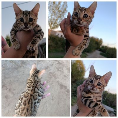 Чистокровные бенгальские котята. Знающим толк в породе.