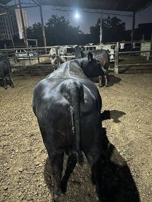 Amerikaniski Aberdin Angus