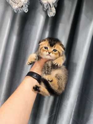 Серебристая шиншилла