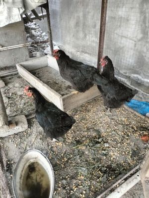 Несушки курицы не дорого