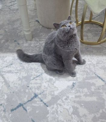 Кошка мушук британка