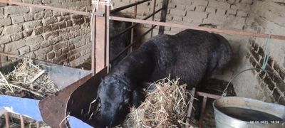 Кучкар баран продается