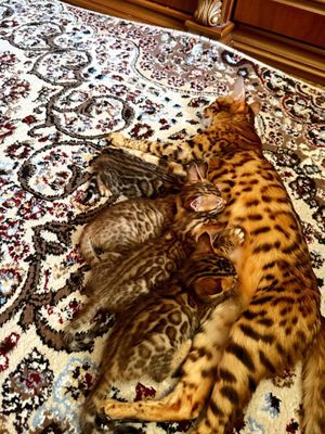 Срочно Котята чисто кровные бенгальские