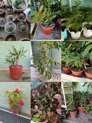 Adenium gullari va boshqa gullar