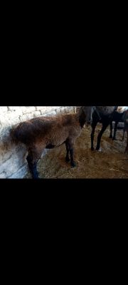 Xisori qozi sovliq 6 oyli + bog'oz bolishi munkun