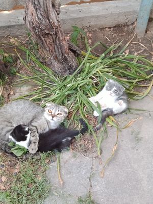 Срочно продаются котята скотиш фолд