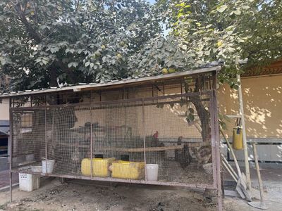 Tovuq ini xoroz va tovuqlar sotiladi
