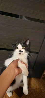 Mushuk