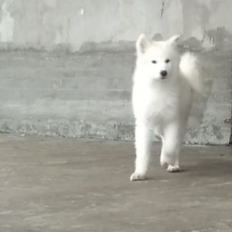 Samoyed iti sotiladi. Srochna. Sibiriskiy toza zot