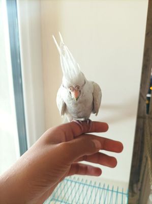 Сотилади ручной попугай