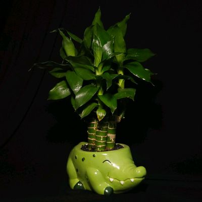 Замиокулькас Зензи/Драцена/Басбук/Кашпо/Керамика