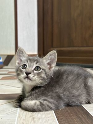 Отдам в хорошие руки миленьких котят