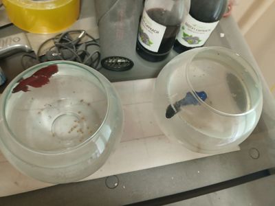 petushok sotiladi iktasi akvareumi bilan 100min
