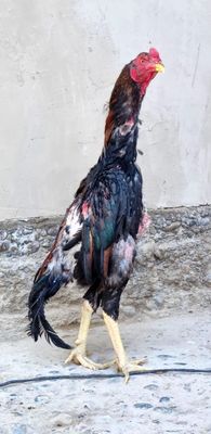 Dakan xo'roz toza qon shamo