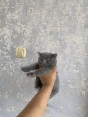 Scottish fold 2 ta
