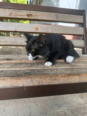 котёнок