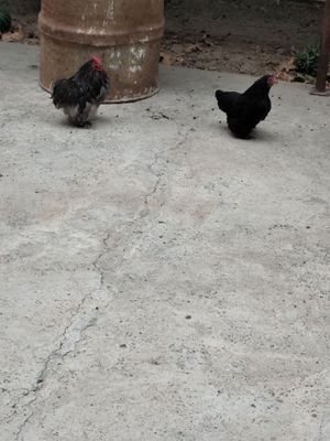 Чайник японча соглом