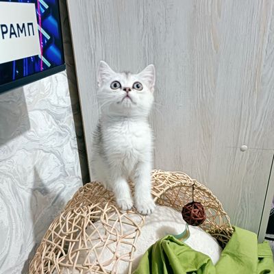 Продаётся серебристая шиншилла девочка