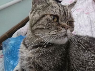 Mushuk Ekzotik Shorthair parodasi