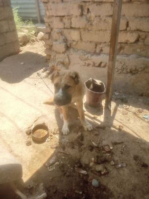 Kuchuk alabay goʻsh bilan boqiladi