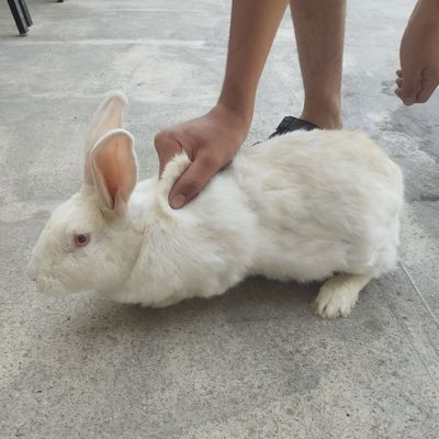 Quyon sotiladi qiz bola