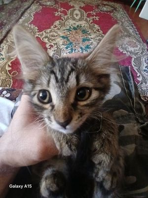 Котята трёх месячные