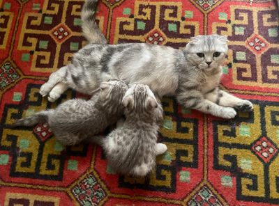 Шотландские вислоухие котята