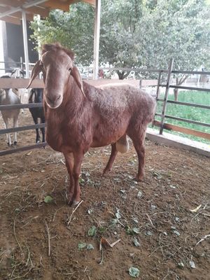 Arashan qochqori sog‘ligiga yiyishiga garntiya bor