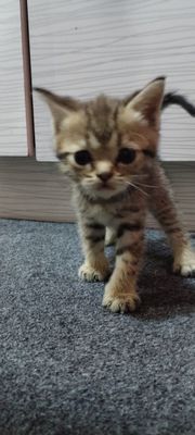Продам котят от правильной вязки