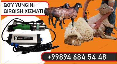 Buxoro boʻylab qoʻy yungini olish xizmati
