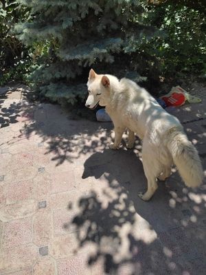 СРОЧНО. Продается собака хаски