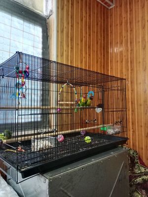 Попугайчики не разлучники очень игривые и молодые пара