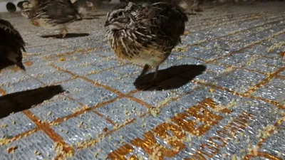 Bedona gushga bedonalar