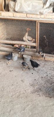 Дакан жозалари зоттор