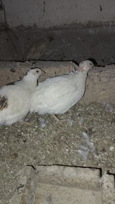 Бедана сотилади 11 дона