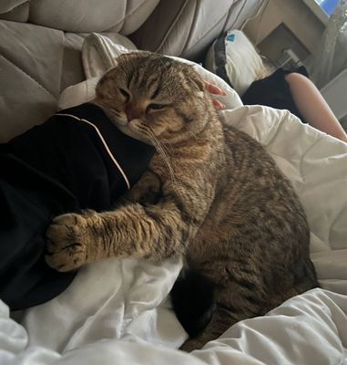 Кот на Вязку , не на продажу