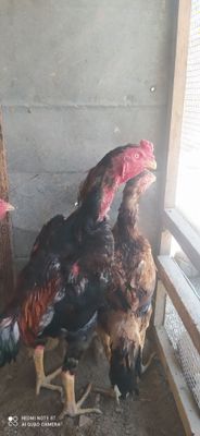Дакан хуроз сотилади