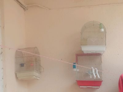 SOTILDI IWLTLGN SOR4NI SOTILADI DONSI 40000 SOM
