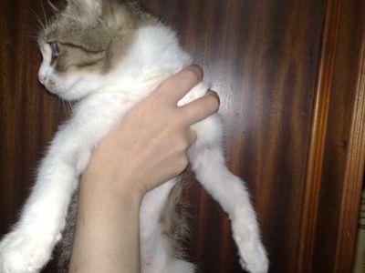 Красивая кошечка Фиби 7 месяцев, стирилизованая.
