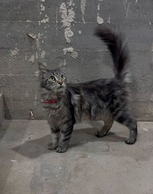 mushuk qiz bola.