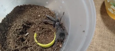 Птицеед, самец. 5см