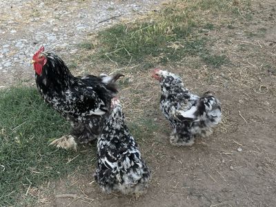 Brama tovuqlar sotiladi!!!